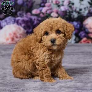 Debbie, Bich-Poo Puppy